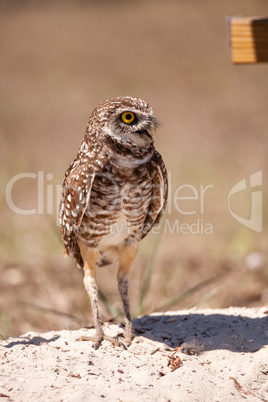 Burrowing owl Athene cunicularia Burrowing owl Athene cunicularia