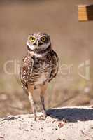 Burrowing owl Athene cunicularia