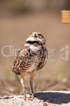 Burrowing owl Athene cunicularia