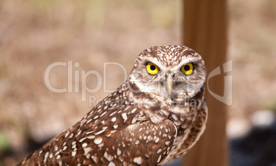 Burrowing owl Athene cunicularia