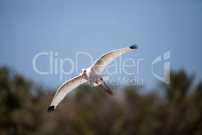 American White ibis Eudocimus albus bird flies