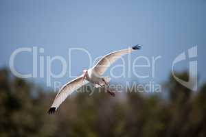 American White ibis Eudocimus albus bird flies