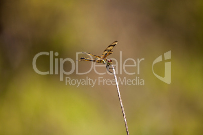 Halloween pennant dragonfly Celithemis eponina