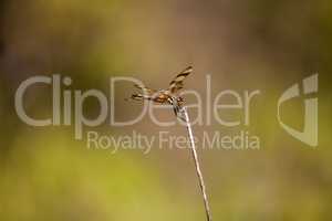 Halloween pennant dragonfly Celithemis eponina