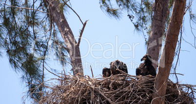 Juvenile bald eagle birds Haliaeetus leucocephalus