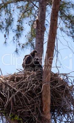 Juvenile bald eagle birds Haliaeetus leucocephalus