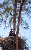 Juvenile bald eagle birds Haliaeetus leucocephalus