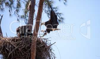 Flying Adult bald eagle Haliaeetus leucocephalus