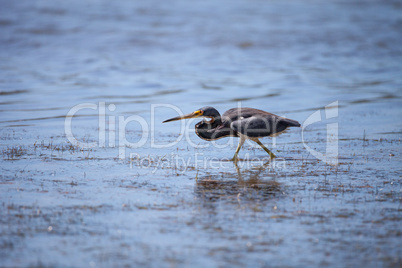 Little blue heron bird Egretta caerulea