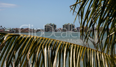 View through palm tree of Marco Island, Florida