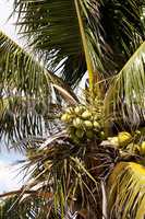 Royal palm tree with coconuts clustered among the palm fronds
