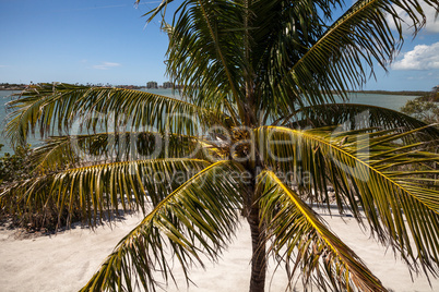 Royal palm tree with coconuts clustered among the palm fronds