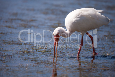 American White ibis Eudocimus albus bird