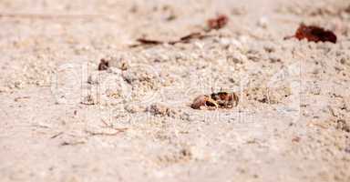 Fiddler crab Uca panacea comes out of its burrow