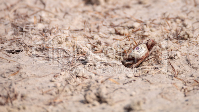 Fiddler crab Uca panacea comes out of its burrow