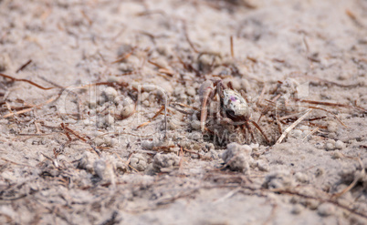 Fiddler crab Uca panacea comes out of its burrow