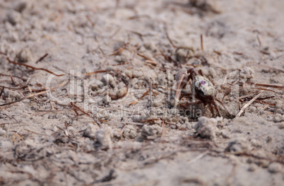 Fiddler crab Uca panacea comes out of its burrow