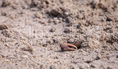 Fiddler crab Uca panacea comes out of its burrow