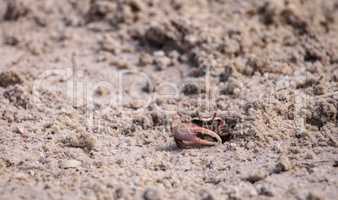 Fiddler crab Uca panacea comes out of its burrow