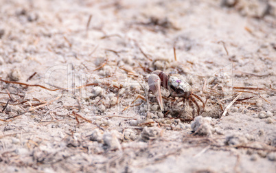 Fiddler crab Uca panacea comes out of its burrow