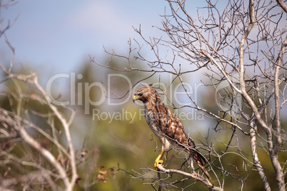 Red shouldered Hawk Buteo lineatus