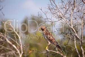 Red shouldered Hawk Buteo lineatus