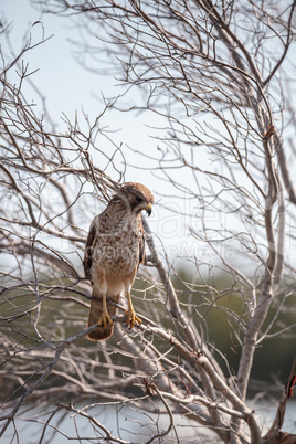 Red shouldered Hawk Buteo lineatus