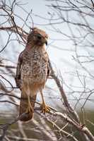 Red shouldered Hawk Buteo lineatus