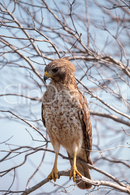 Red shouldered Hawk Buteo lineatus