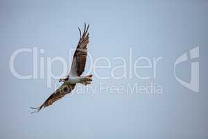 Osprey bird of prey Pandion haliaetus flying