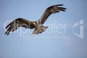 Osprey bird of prey Pandion haliaetus flying