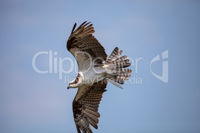 Osprey bird of prey Pandion haliaetus flying