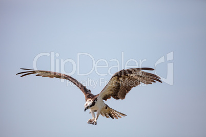 Osprey bird of prey Pandion haliaetus flying