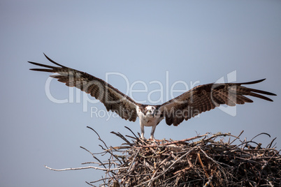 Osprey bird of prey Pandion haliaetus flying