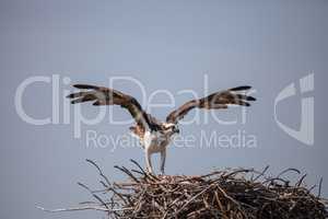 Osprey bird of prey Pandion haliaetus flying