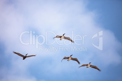 Brown pelican bird Pelecanus occidentalis flying