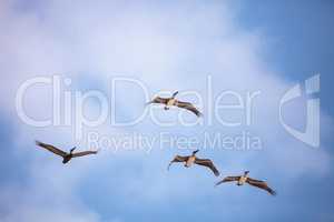 Brown pelican bird Pelecanus occidentalis flying