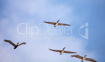 Brown pelican bird Pelecanus occidentalis flying