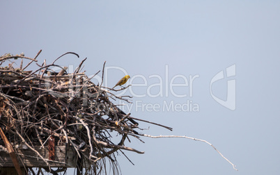 Pine warbler bird Setophaga pinus perches on a big osprey nest