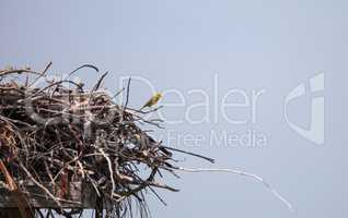 Pine warbler bird Setophaga pinus perches on a big osprey nest