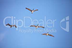 Brown pelican bird Pelecanus occidentalis flying