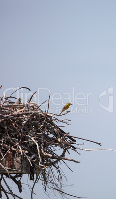 Pine warbler bird Setophaga pinus perches on a big osprey nest