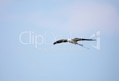 Swallow-tailed kite flies across a blue sky over Tigertail Beach