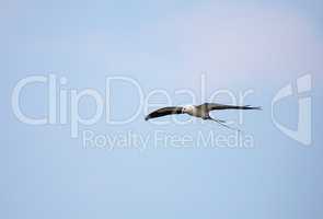 Swallow-tailed kite flies across a blue sky over Tigertail Beach