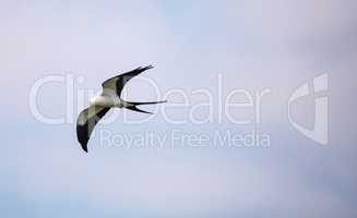 Swallow-tailed kite flies across a blue sky over Tigertail Beach