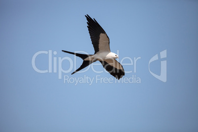 Swallow-tailed kite flies across a blue sky over Tigertail Beach