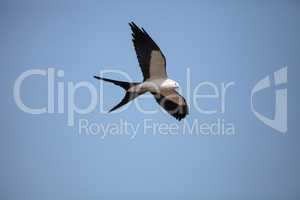 Swallow-tailed kite flies across a blue sky over Tigertail Beach