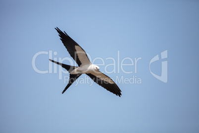 Swallow-tailed kite flies across a blue sky over Tigertail Beach