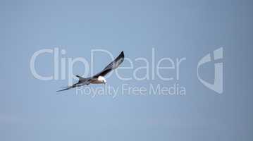 Swallow-tailed kite flies across a blue sky over Tigertail Beach