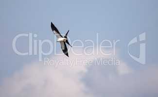 Swallow-tailed kite flies across a blue sky over Tigertail Beach